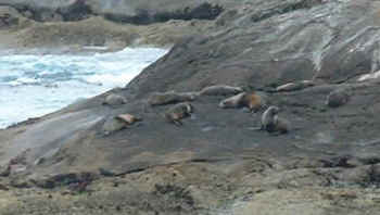 fur seal colony (9226 bytes)