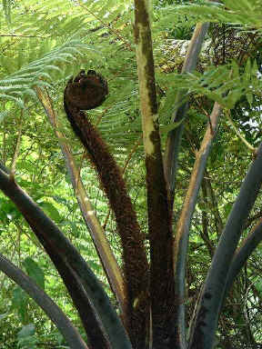 Giant fiddleheads