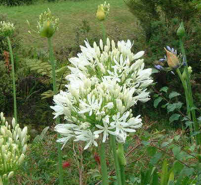 White Lily-like flower