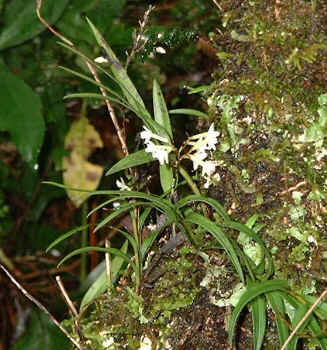 white bell flowers growing on a mossy beech tree (24405 bytes)