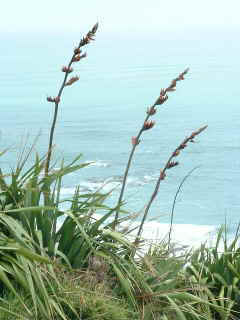 Flax in bloom  (10853 bytes)