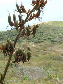 old flax bloom  (12490 bytes)