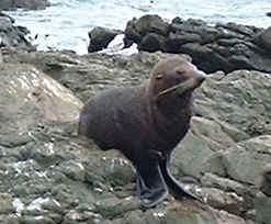 Kaikoura fur seal (9464 bytes)