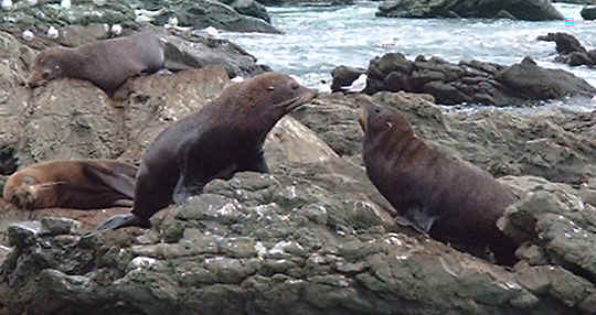 Fur seal colony  (26051 bytes)