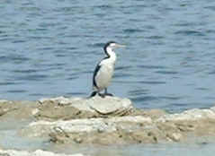 Pied Shag (5700 bytes)