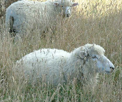 One of NZ 40,000,000 sheep  (27091 bytes)