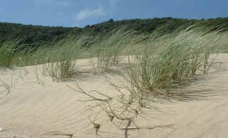 nz_kari_beach_grass_2.jpg (9122 bytes)