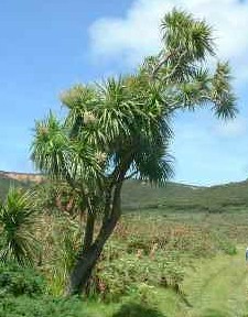 nz_kari_cabbage_tree_1.jpg (12227 bytes)