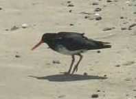 nz_kari_oyster_catcher.jpg (6321 bytes)