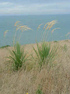 nz_katiki_grass.jpg (9092 bytes)