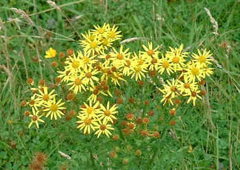 Alpine daisies (20101 bytes)