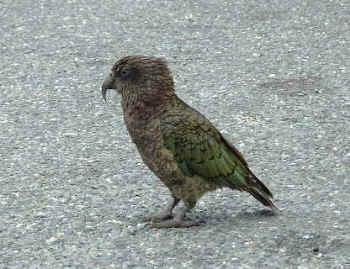 Kea (16202 bytes)