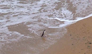 Yellow Eyed penguin coming out of the surf (59051 bytes)