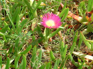 Ice cactus flower  (20151 bytes)