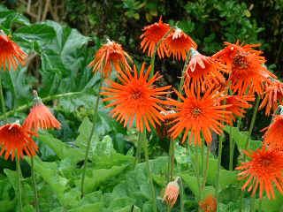 NZ Russell Pompallier House flowers