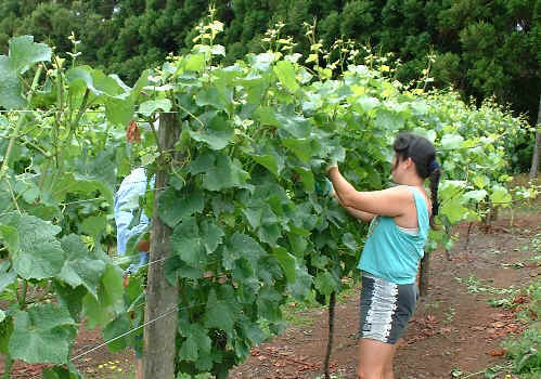 Pruning vines