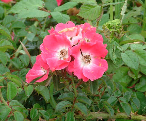 Rambling rose