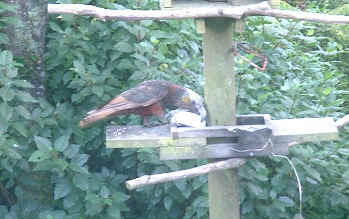 Stewart Island Kaka (13604 bytes)