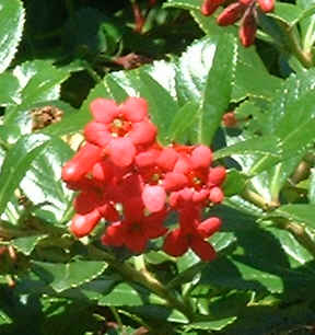 Stewart Island NZ bloom