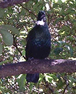 Stewart Island Tui (18423 bytes)