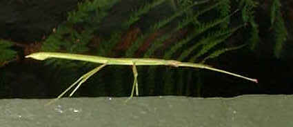 Stick Insect