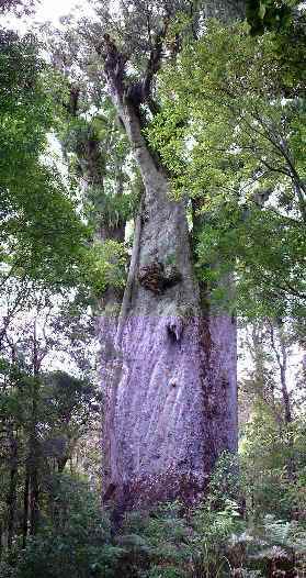 Te Matua Ngahere