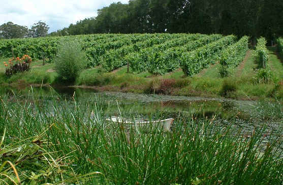 Vineyard pond