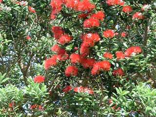 pohutukawa flower  (22800 bytes)