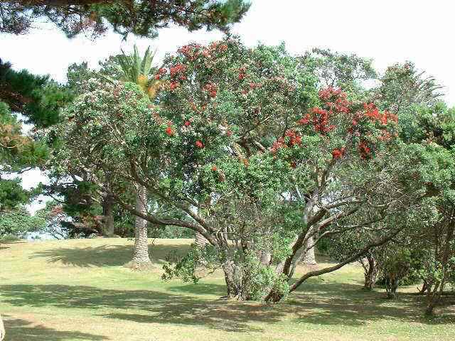 pohutukawa  (17061 bytes)