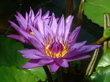 purple water lily  (14646 bytes)