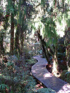 Rainforest boardwalk (19350 bytes)