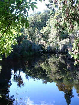 Reflecting pool in the rainforest (21174 bytes)