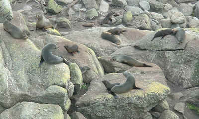 fur seal colony  (16915 bytes)