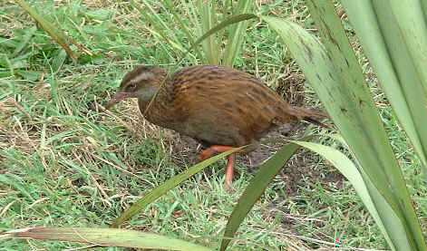 Westcoast Weka  (30328 bytes)