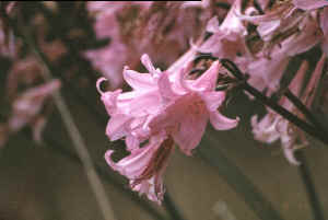 Pink bells, Angel Island, San Francisco Bay