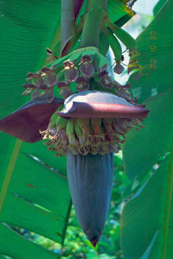 Banana flower, Huahine, French Polynesia