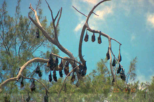 Tongan flying foxes hangin' around  (32947 bytes)