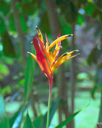 Bird of Paradise  (34279 bytes)