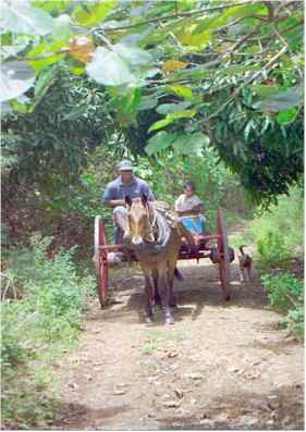 Nomuka horse cart  (54900 bytes)