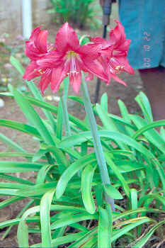 Red amaryllis, Nomuka garden, Tonga