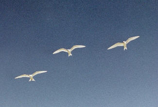 fairy terns (10012 bytes)