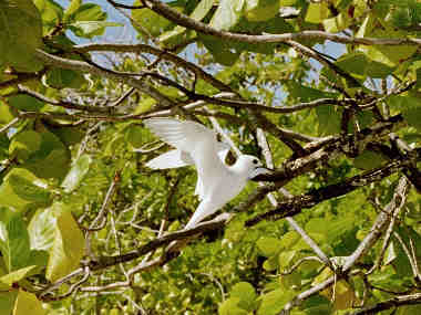 fairy tern (19964 bytes)