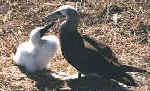 Brown Booby, click thumbprint for more birds