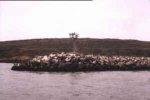 Pelicans on the Bodega Bay breakwater (6815 bytes)