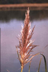 ornamental grass (6949 bytes)