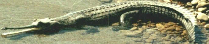 (Gharial)