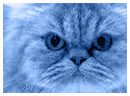 Caticon1.gif (6415 bytes)