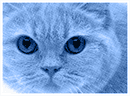 Caticon2.gif (6891 bytes)