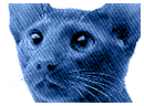 Caticon4.gif (6794 bytes)