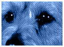 Dogicon5.gif (6661 bytes)